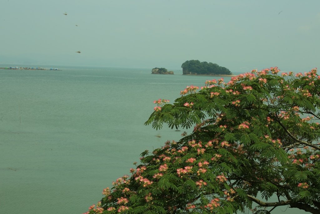 5K5A8312.JPG : 꽃과바다