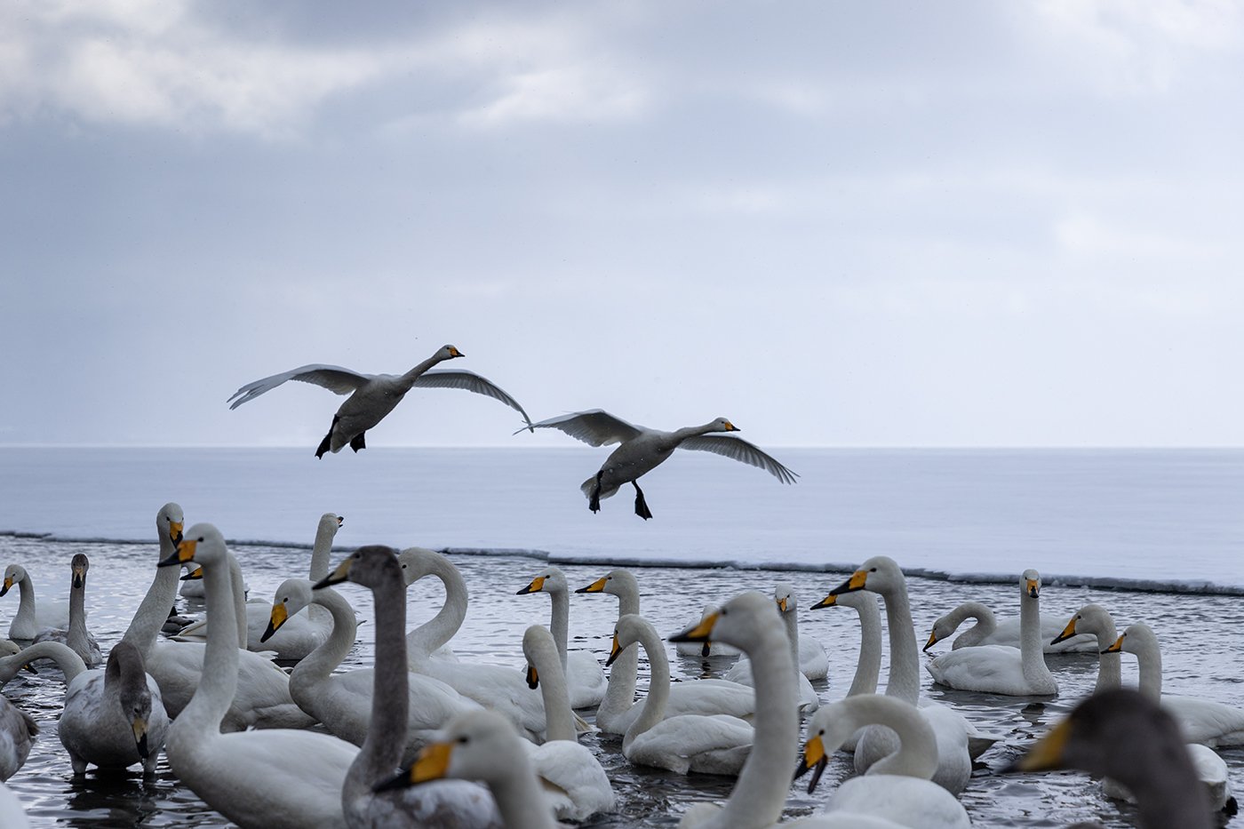 고니 날다.jpg : 고니