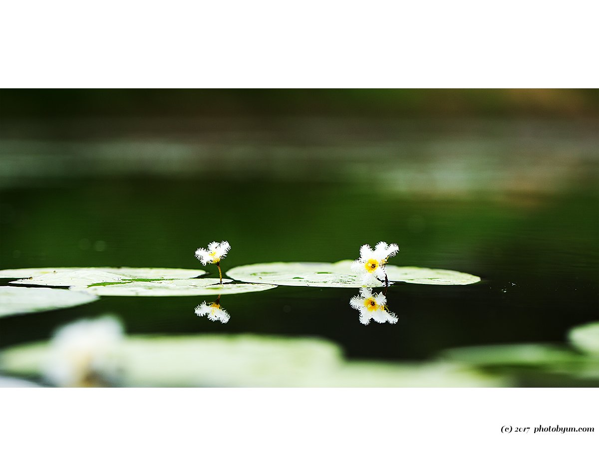 Q23C4305.jpg : 흰어리연