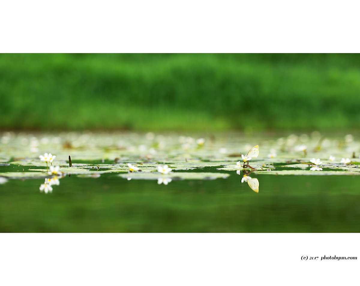 Q23C4439.jpg : 흰어리연