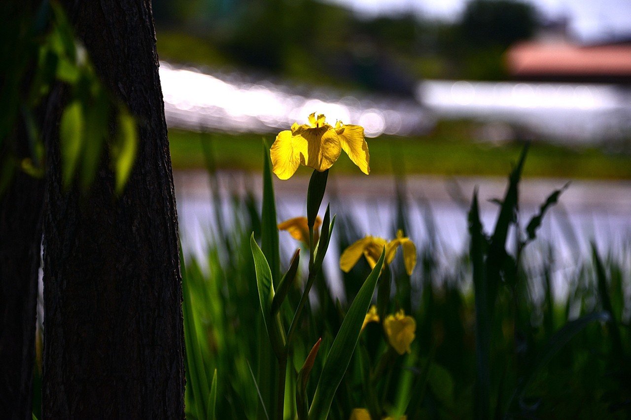 BandPhoto_9023622699.jpg : 퍼스트가든