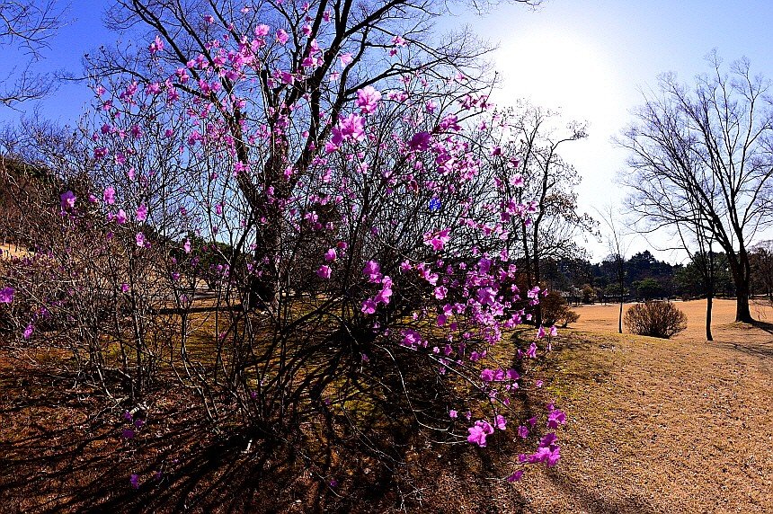 BandPhoto_39830256096.jpg : 진달래&목련