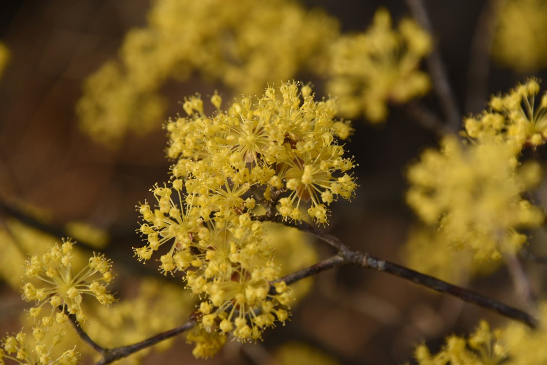 DSC_8571.jpg : 광양 매화 & 구례 산수유 축제..... DSC_8571.jpg : 광양 매화 & 구례 산수유 축제.....
