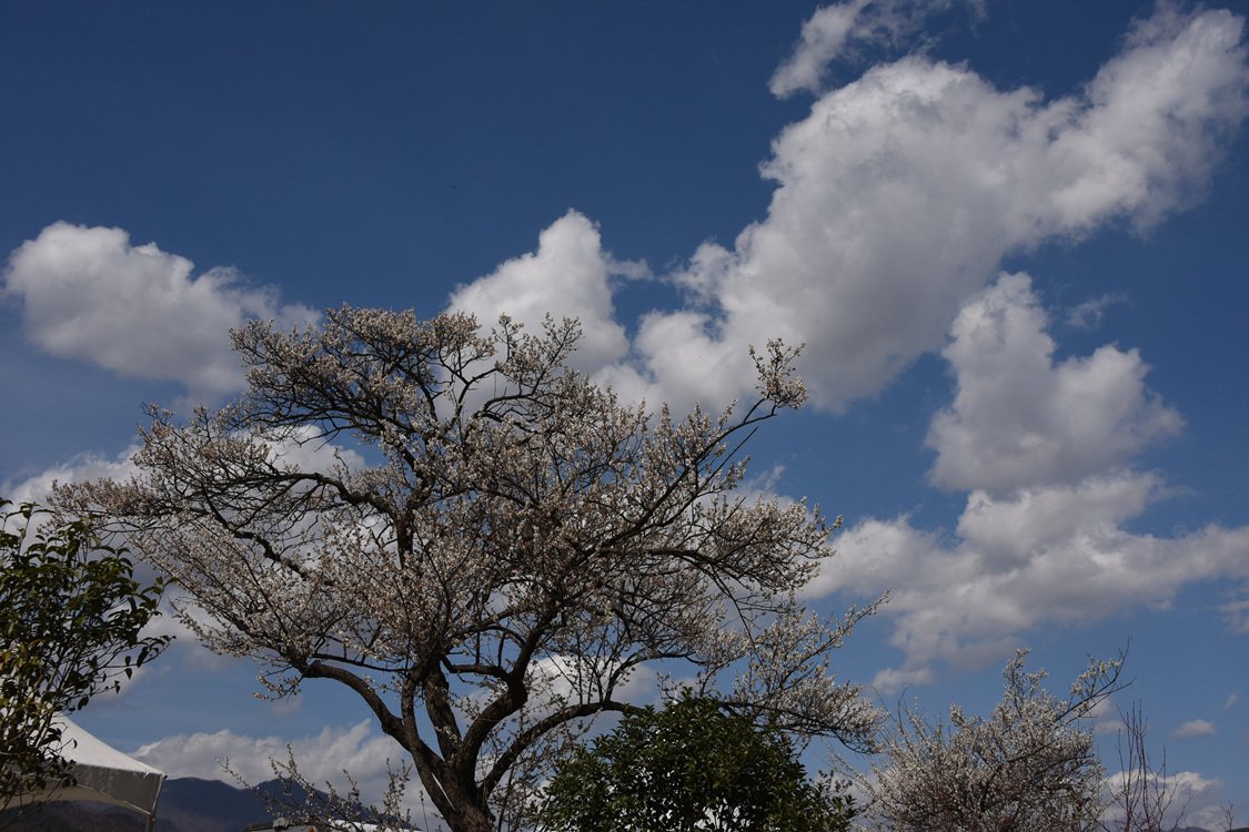 DSC_8446.jpg : 광양 매화 & 구례 산수유 축제..... DSC_8446.jpg : 광양 매화 & 구례 산수유 축제.....