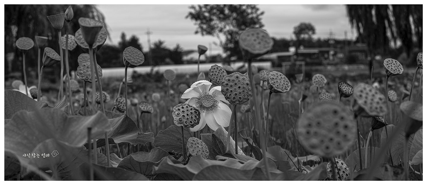 CE3A1691B&Wresie.jpg : 버티기.... CE3A1691B&Wresie.jpg : 버티기....