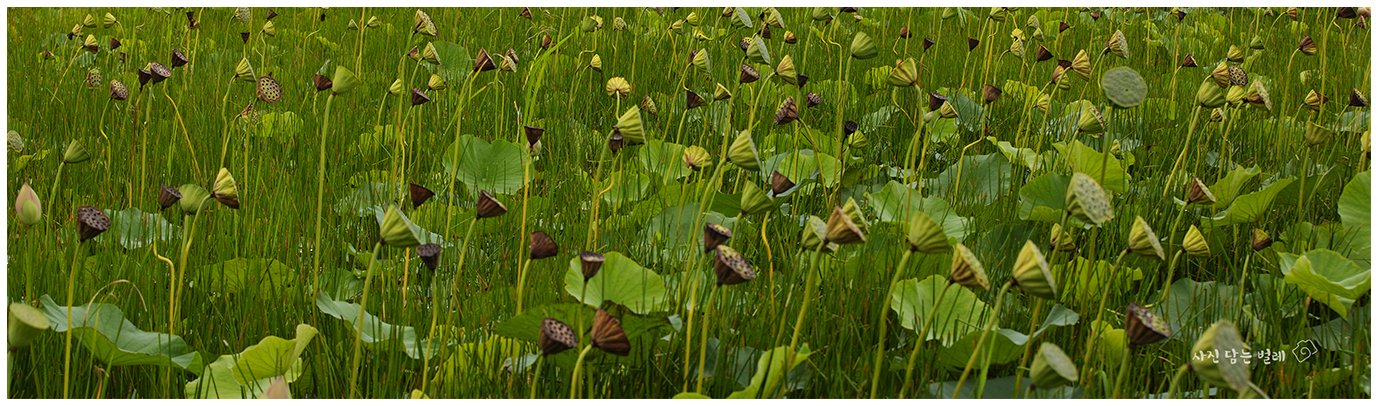 CE3A1659resie.jpg : 버티기.... CE3A1659resie.jpg : 버티기....