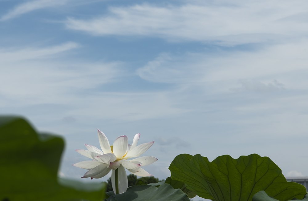 LMJ_87210.jpg : 인연