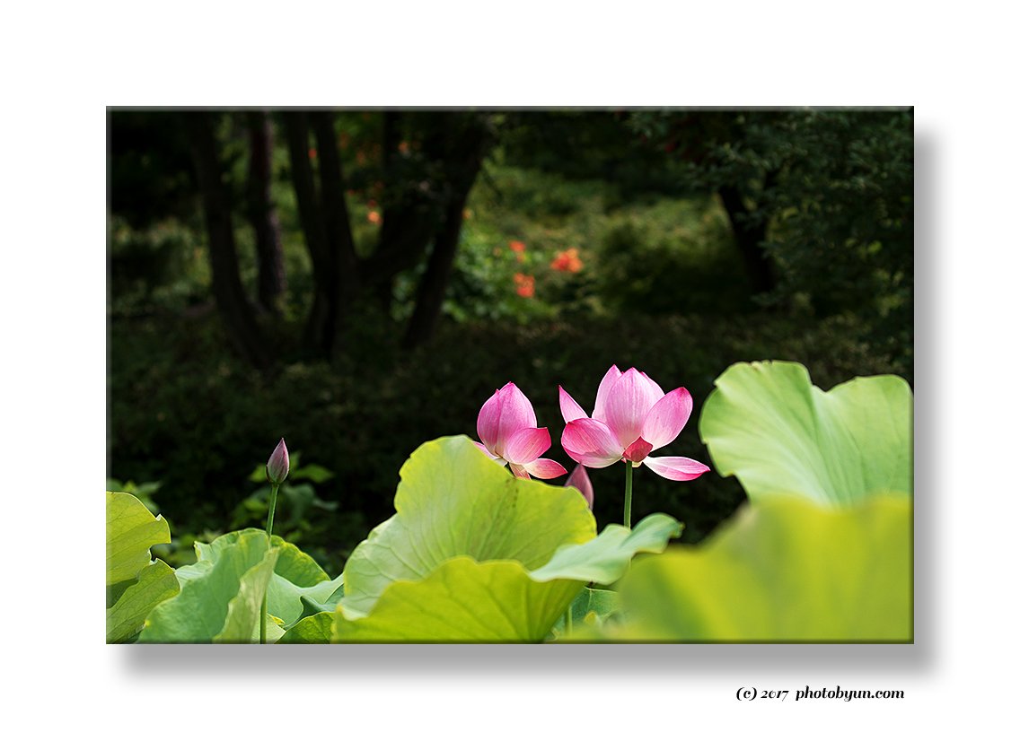 181A1751.jpg : 연꽃 181A1751.jpg : 연꽃