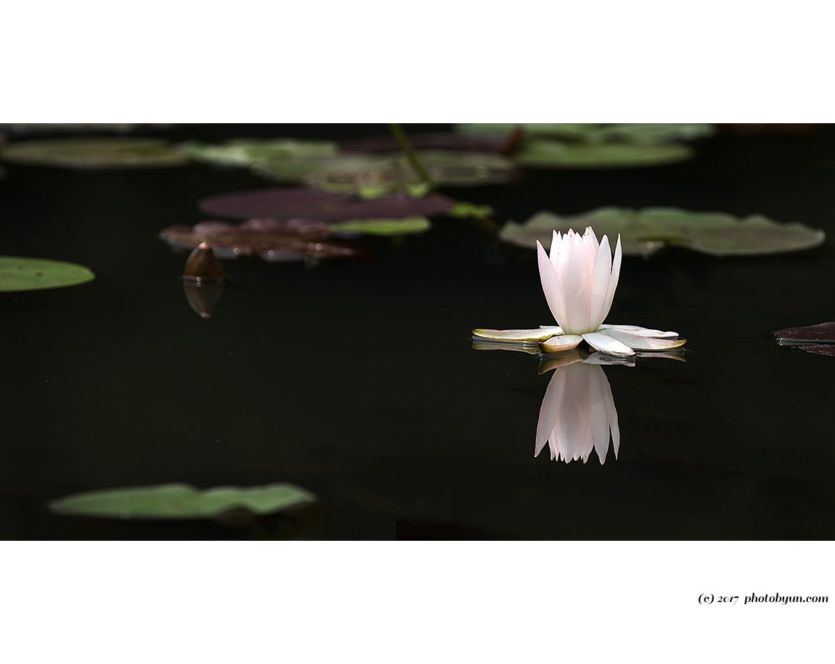 181A1832.jpg : 연꽃 181A1832.jpg : 연꽃