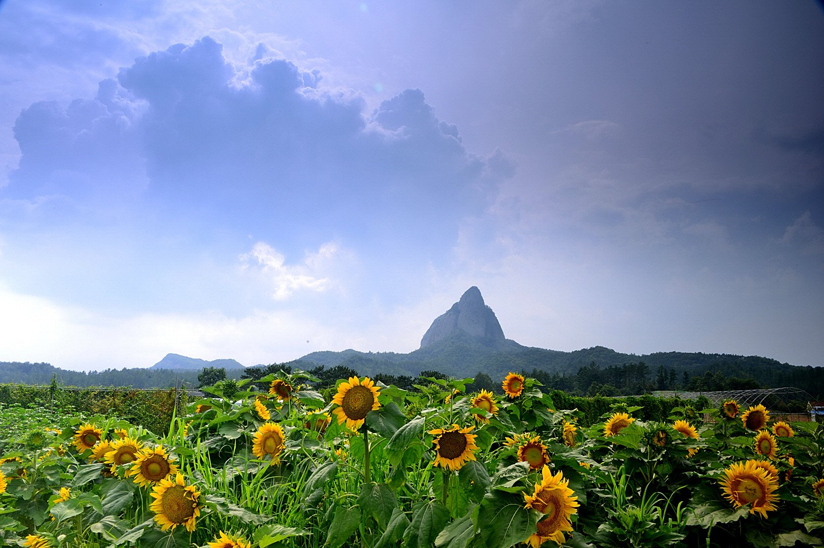 DSC_4591.JPG : 마이산의 여름