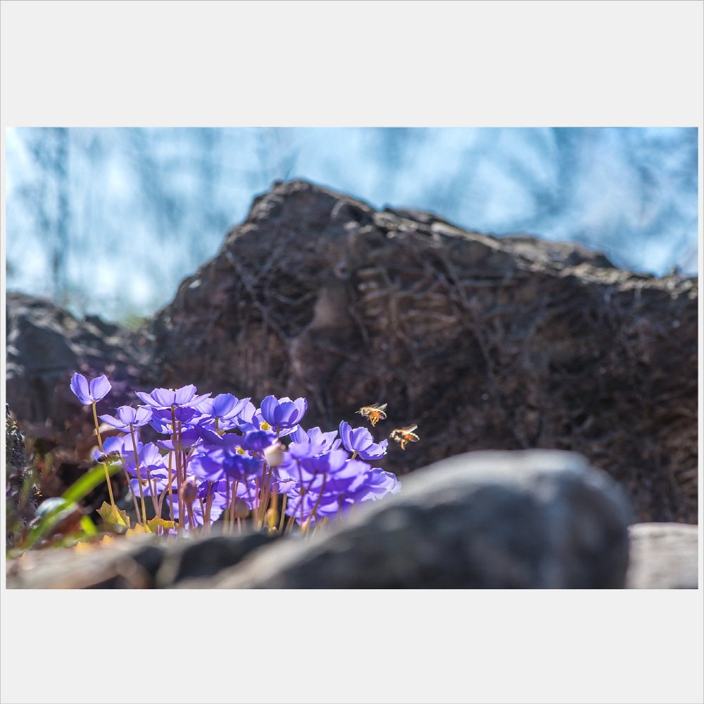 [R]DSC_8088.jpg : 또 깽깽이풀