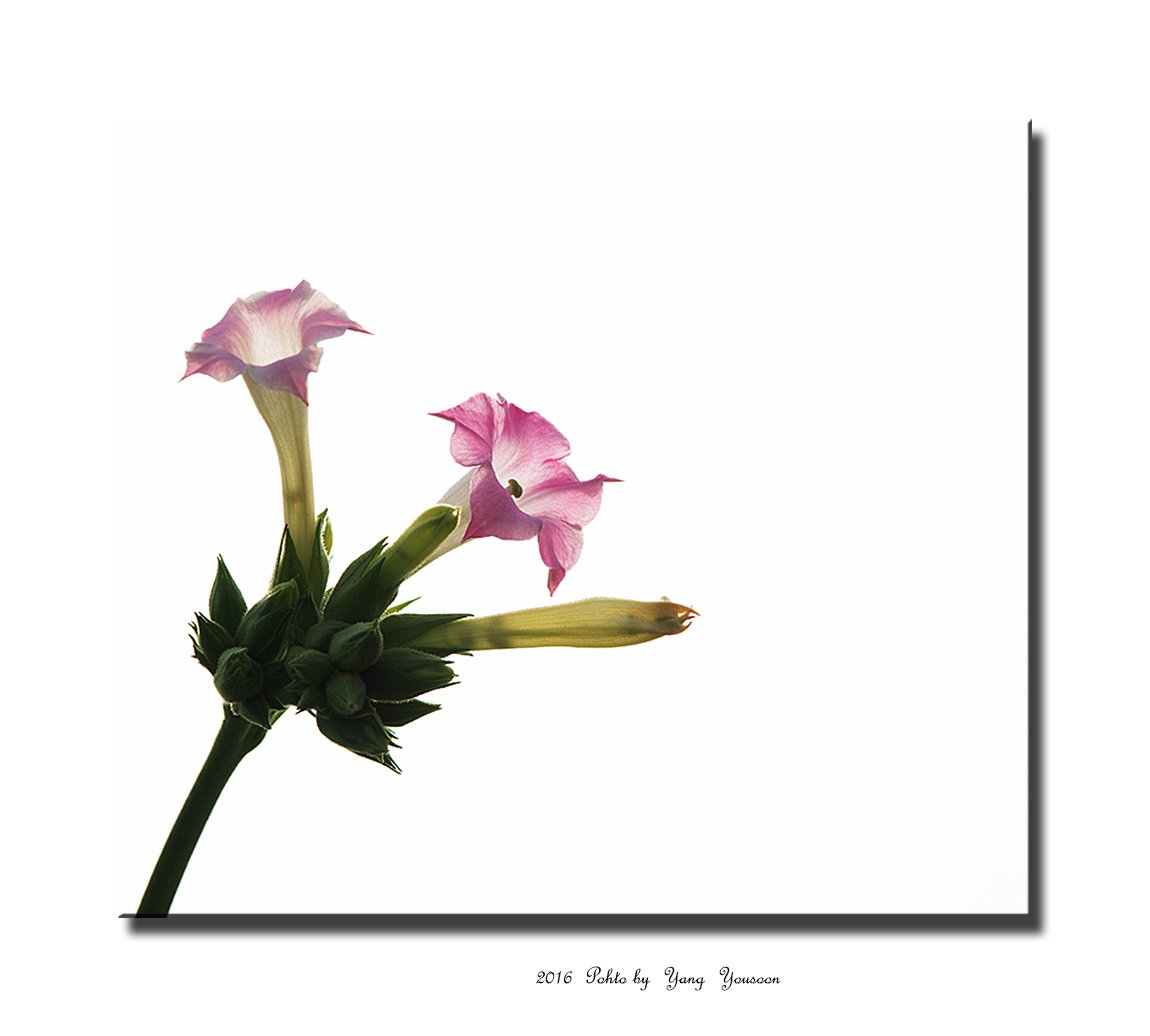 DSC_7202-1-r.jpg : 담배꽃