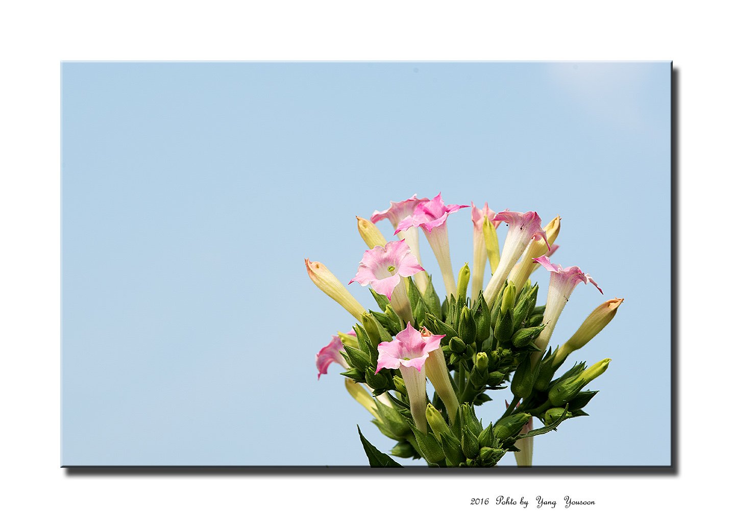 DSC_7176-11-1.jpg : 담배꽃