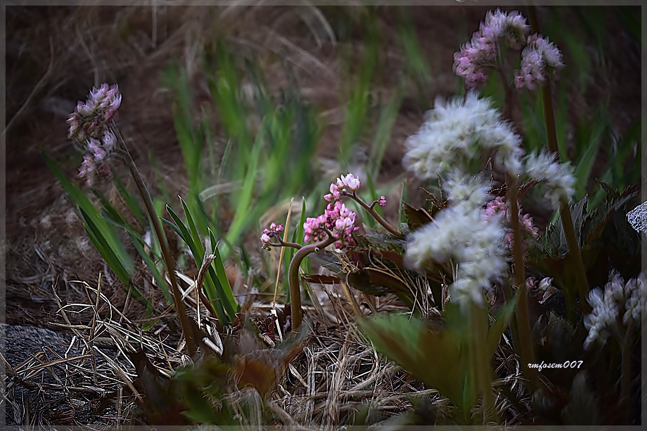 4125383.JPG : 무슨꽃??