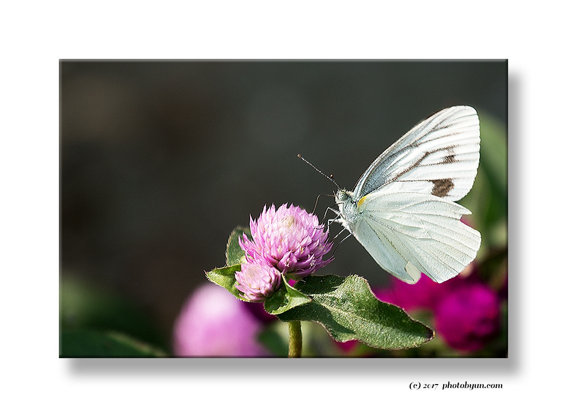 181A1635.jpg : 배추흰나비