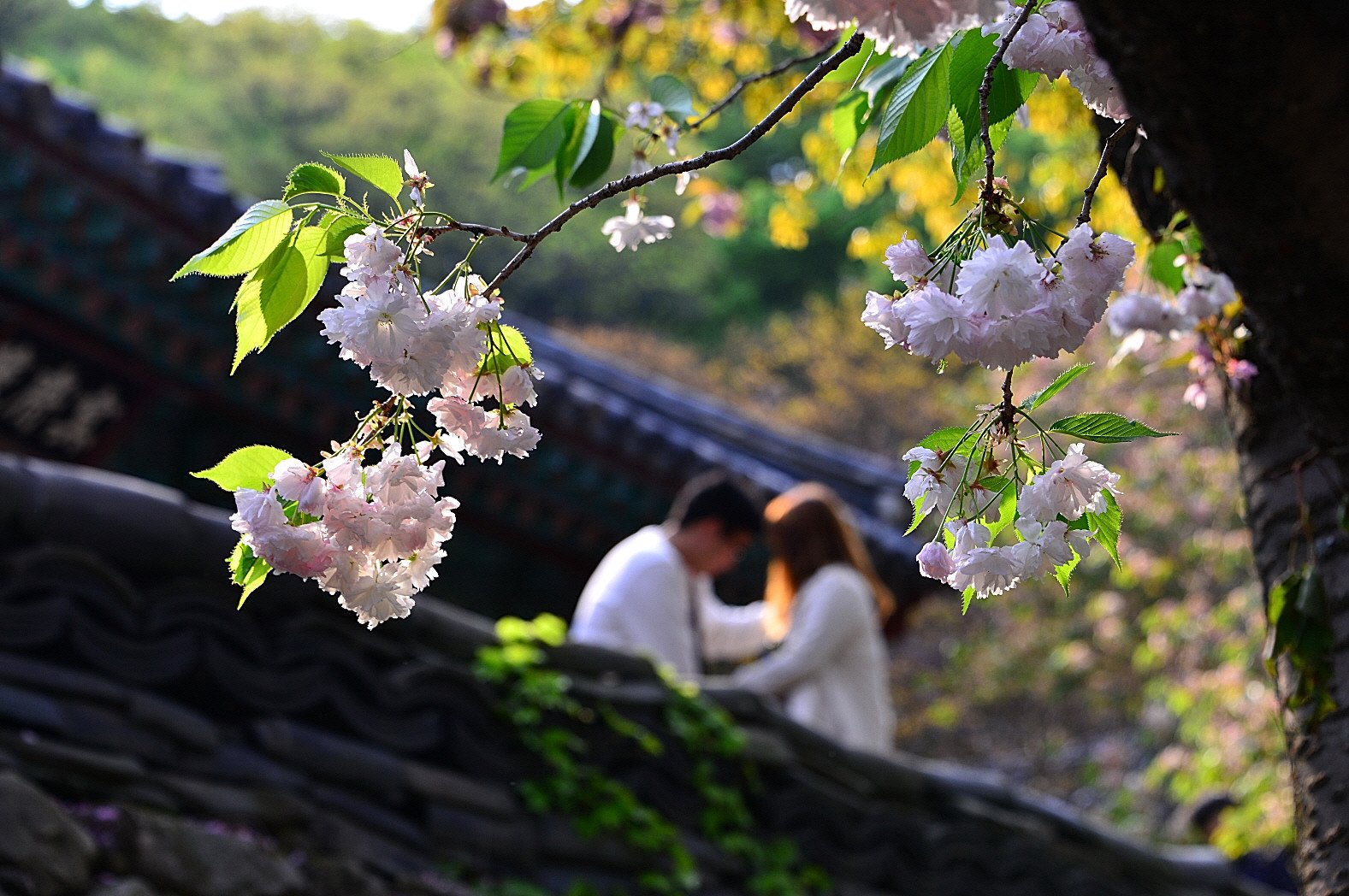 DSC_7742.JPG : 꽃비 내리던 날