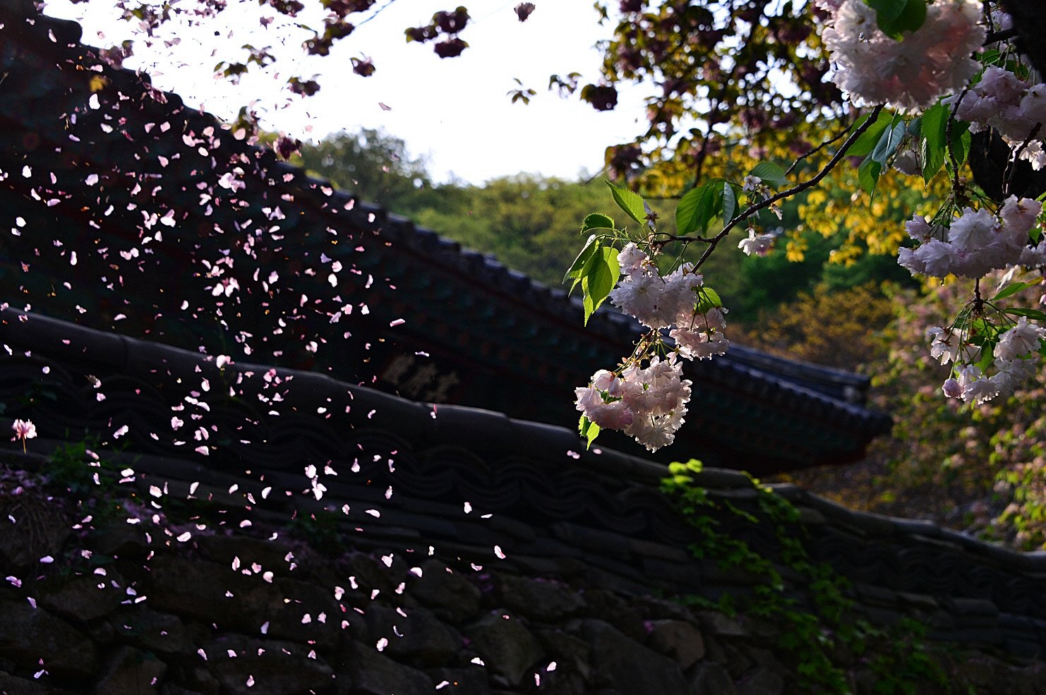 DSC_7752.JPG : 꽃비 내리던 날