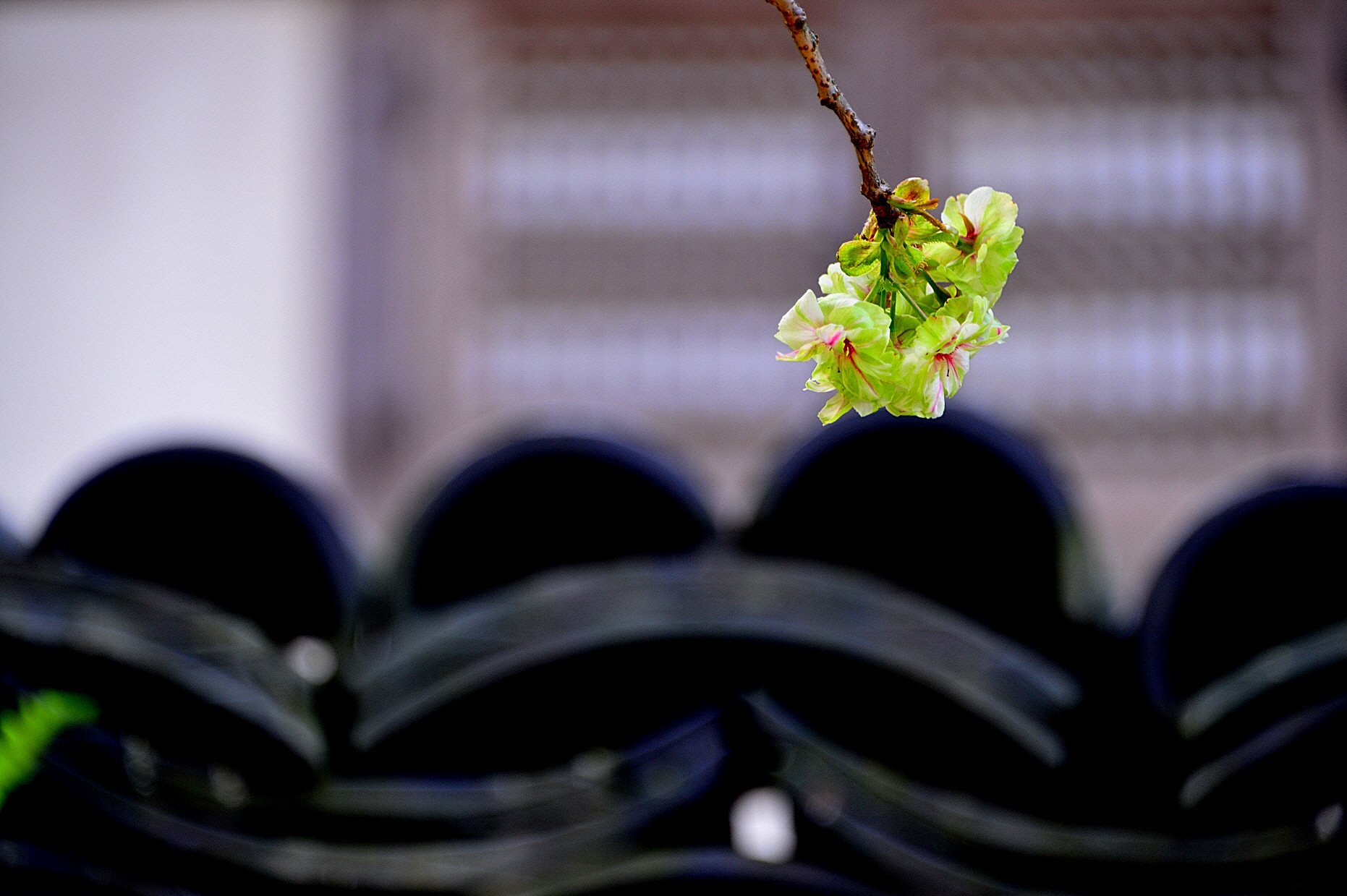 DSC_7490.JPG : 꽃비 내리던 날