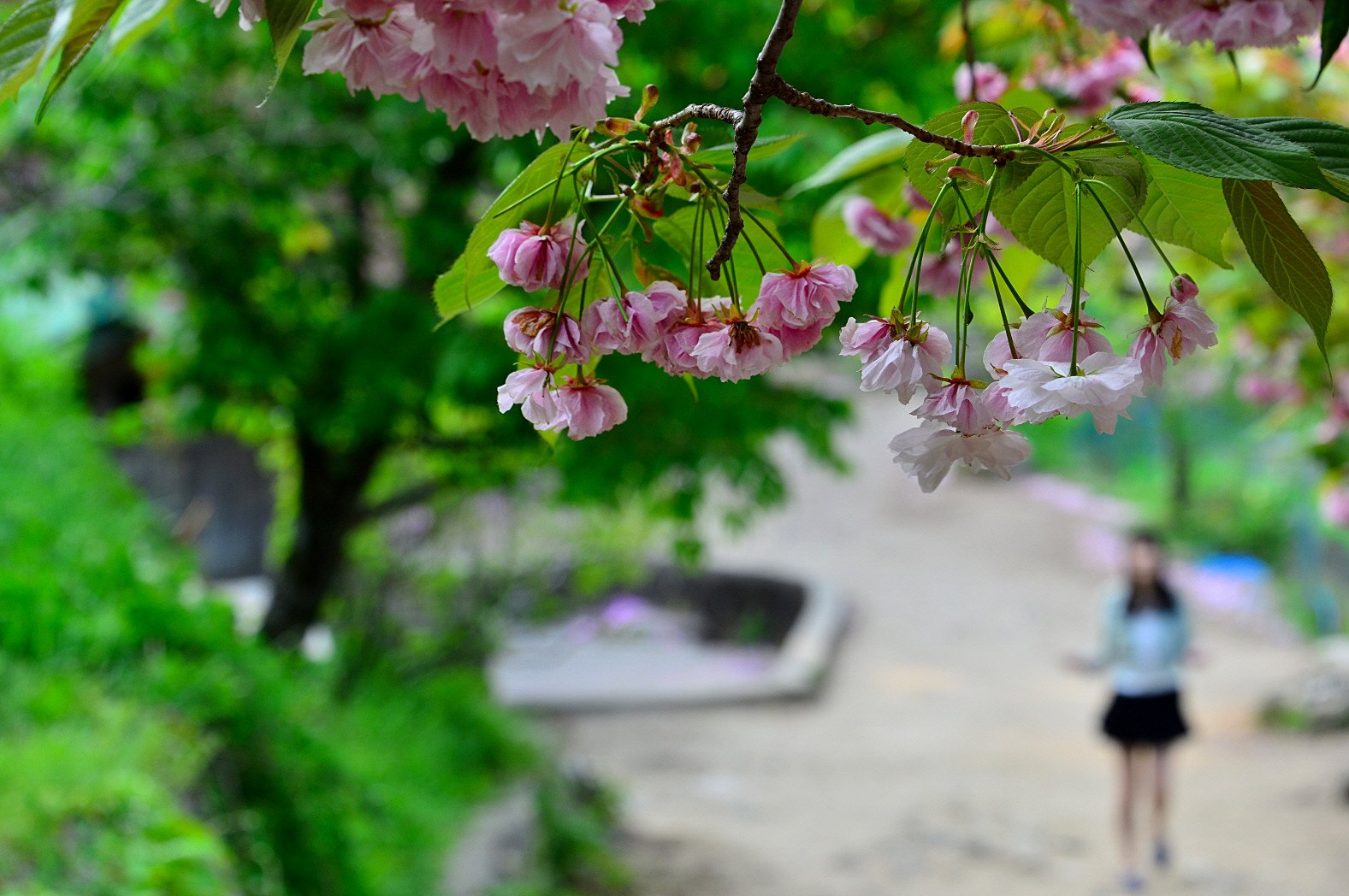DSC_7671.JPG : 꽃비 내리던 날