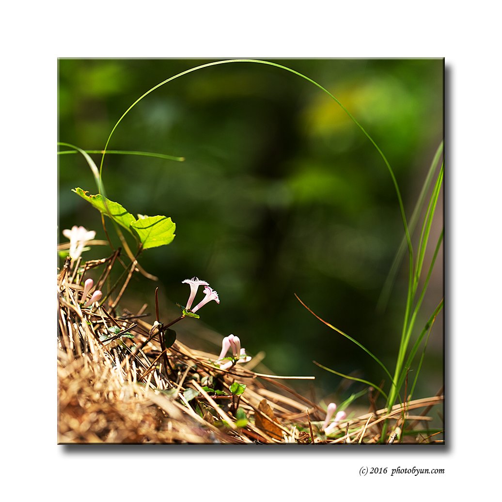 Q23C9463.jpg : 호자덩굴