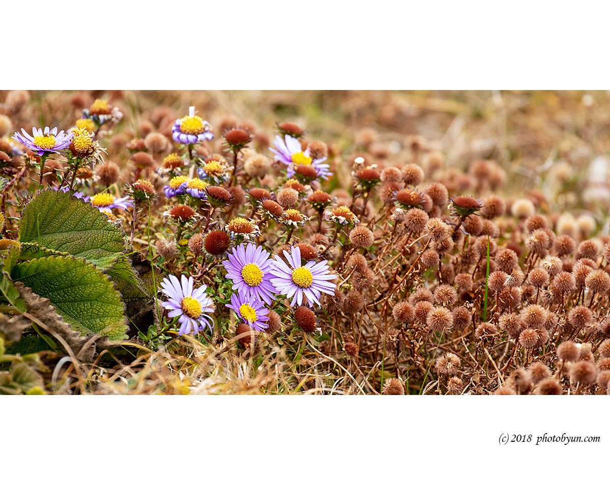 181A7743-편집.jpg : 쑥부쟁이