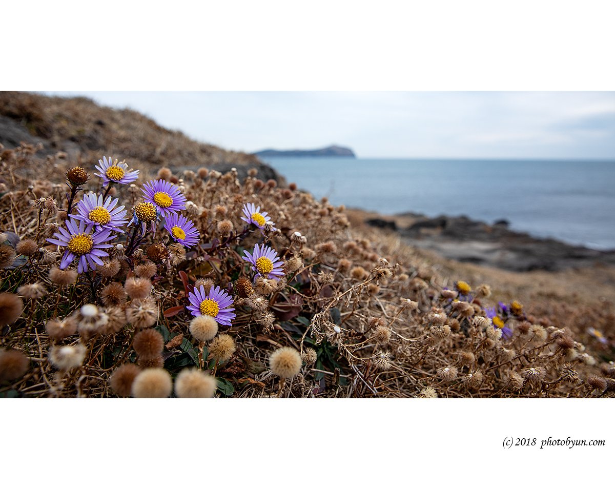 649A0225-편집.jpg : 쑥부쟁이