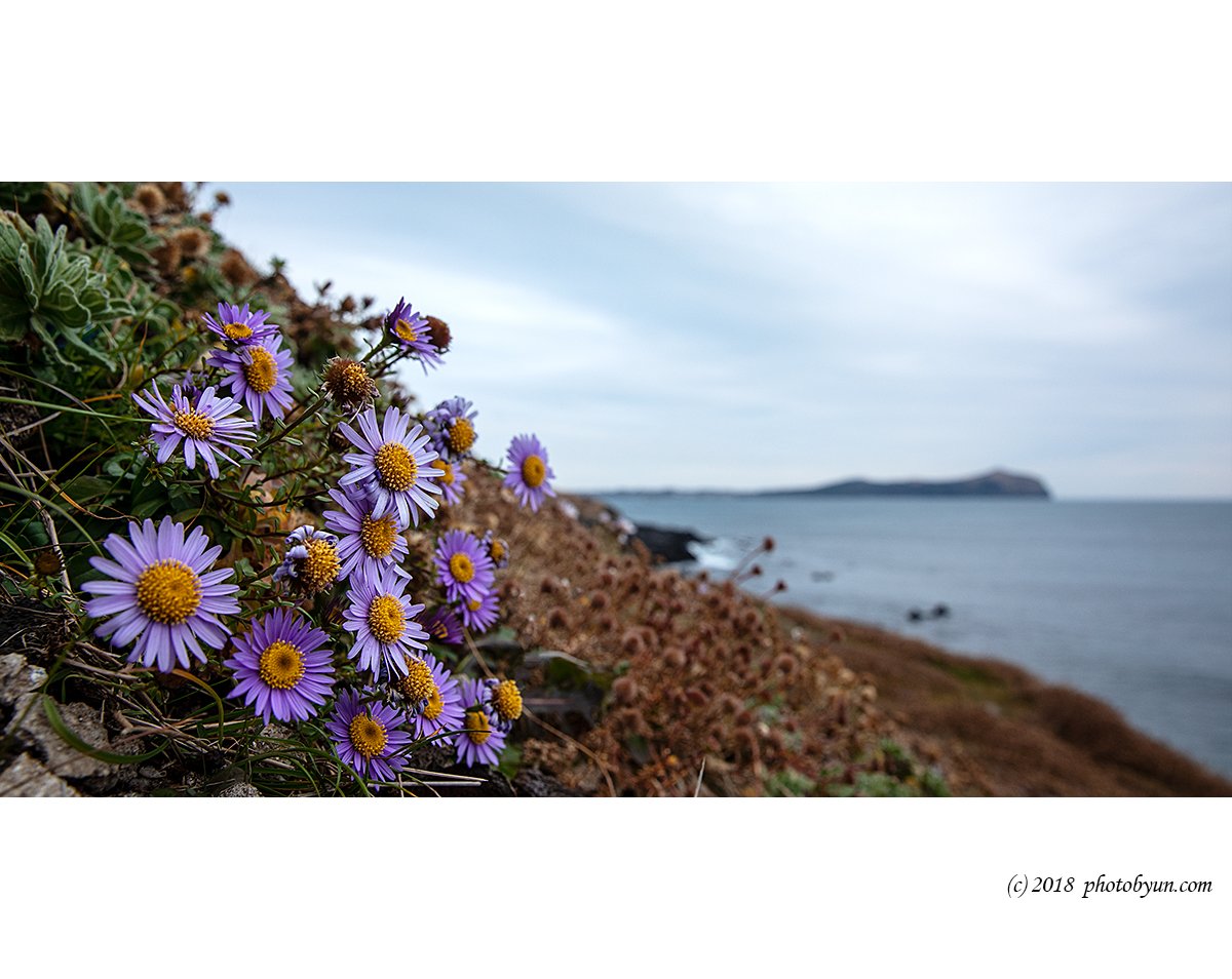 649A0215-편집.jpg : 쑥부쟁이