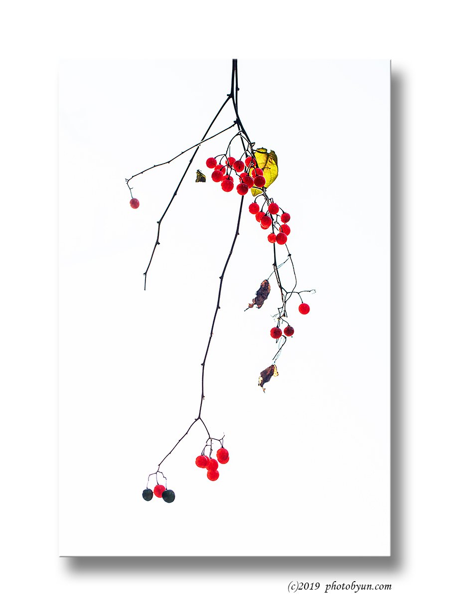 649A9858-2-편집.jpg : 배풍등