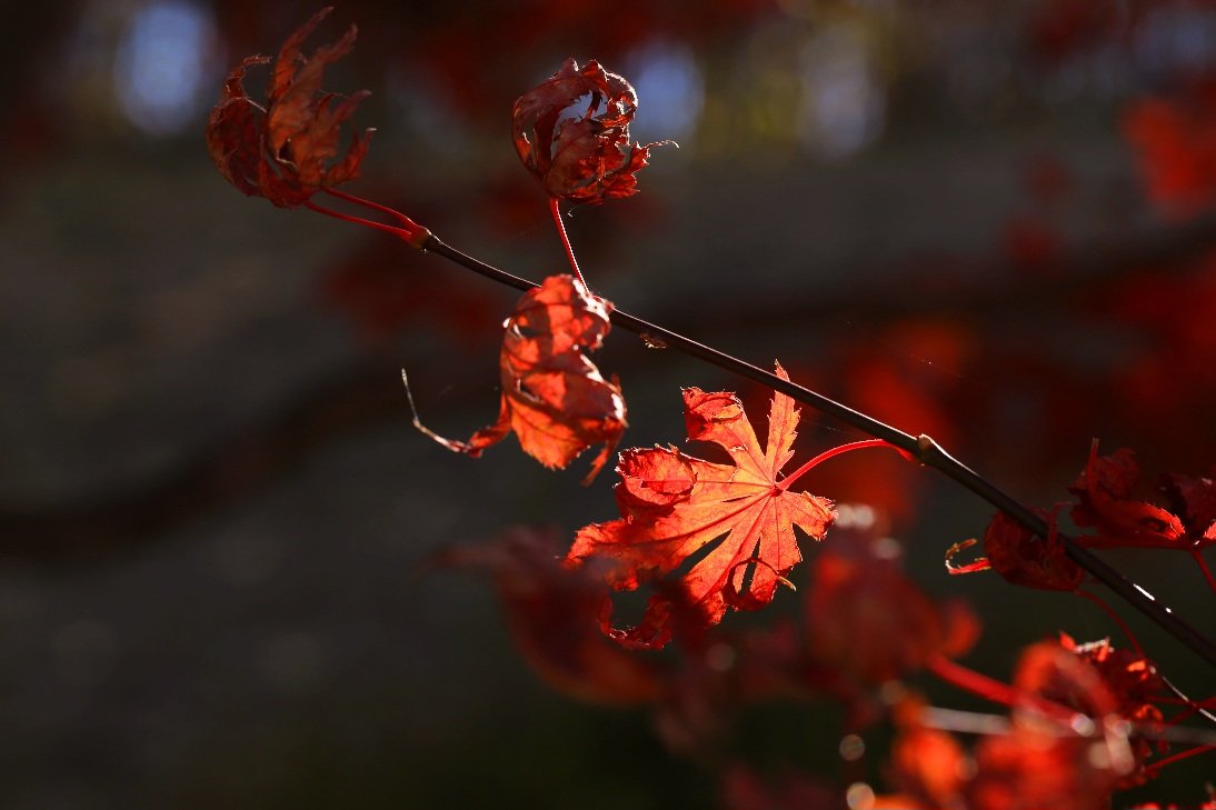 IMG_4052.JPG : 단풍잎