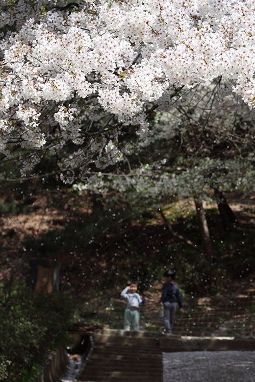 IMG_0277-.jpg : 꽃비