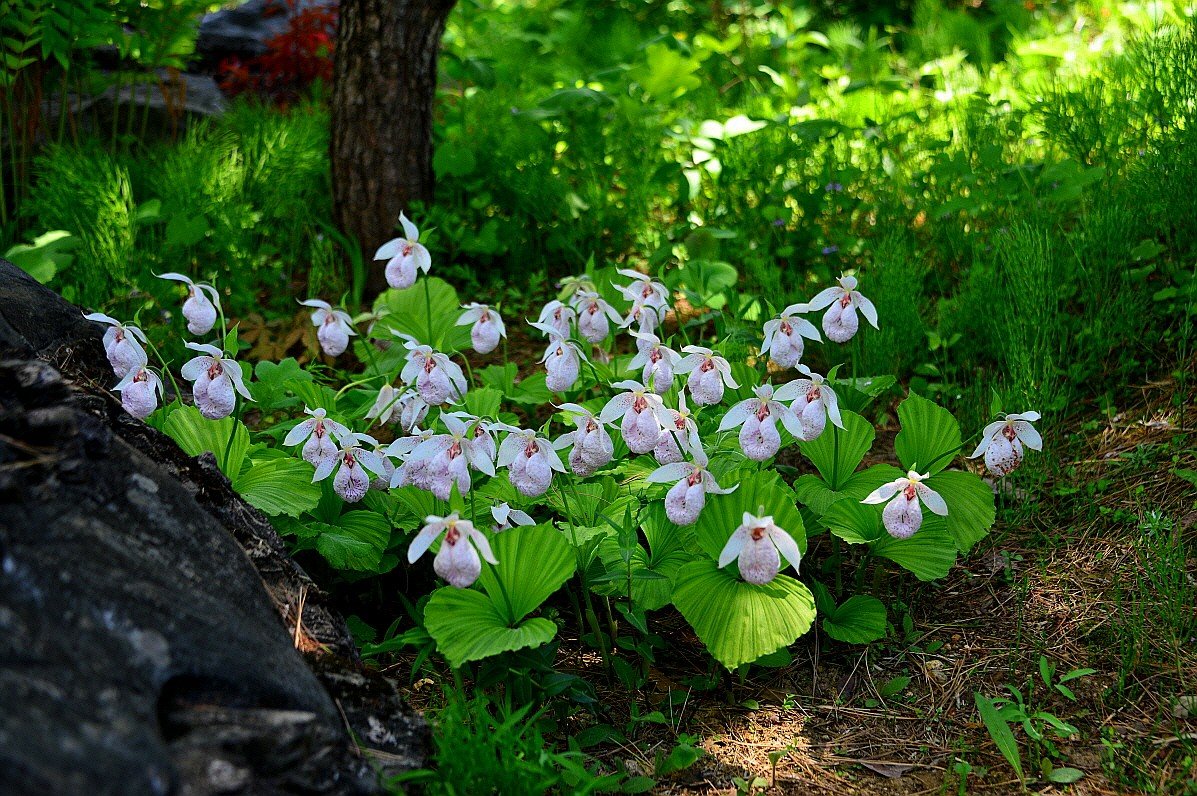 BandPhoto_40720176679.jpg : 광릉요강꽃 & 복주머니란