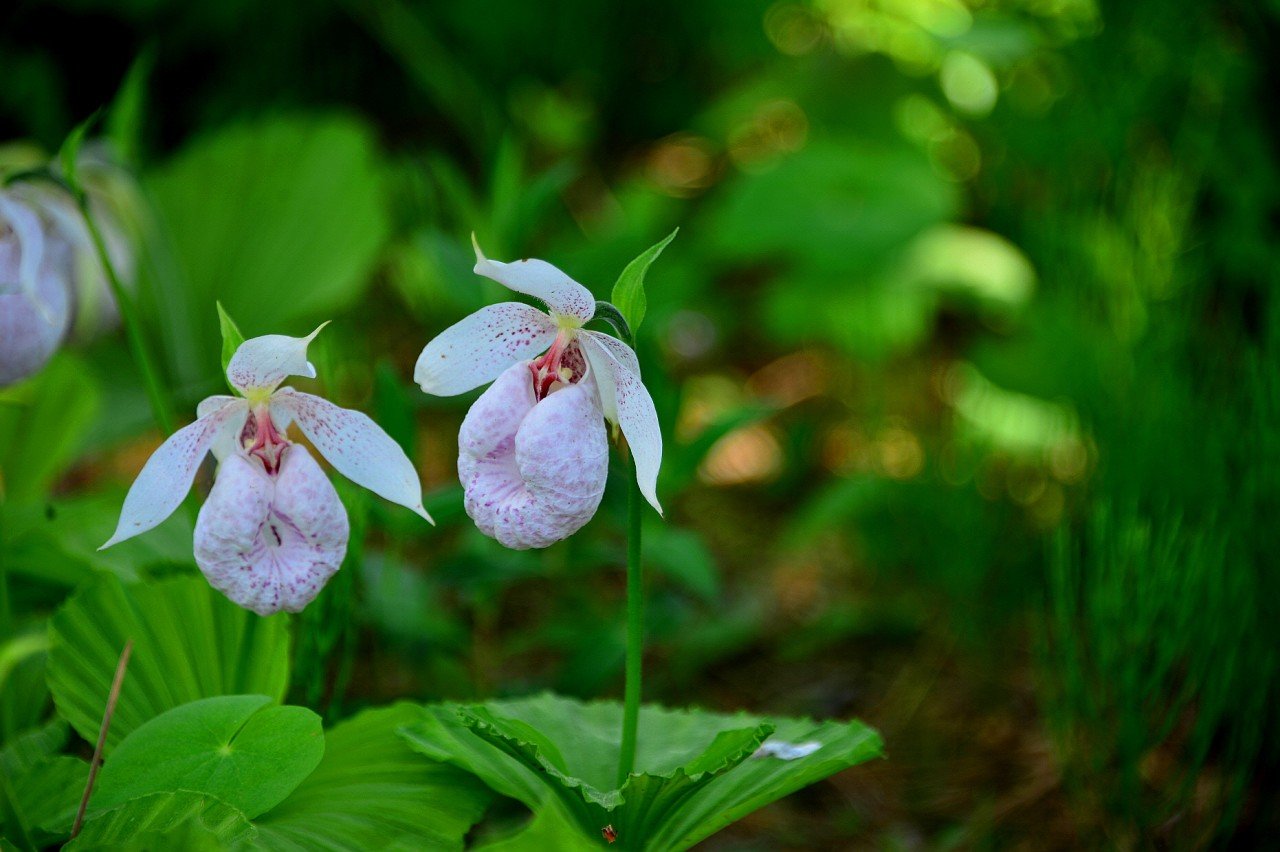 BandPhoto_40720176686.jpg : 광릉요강꽃 & 복주머니란