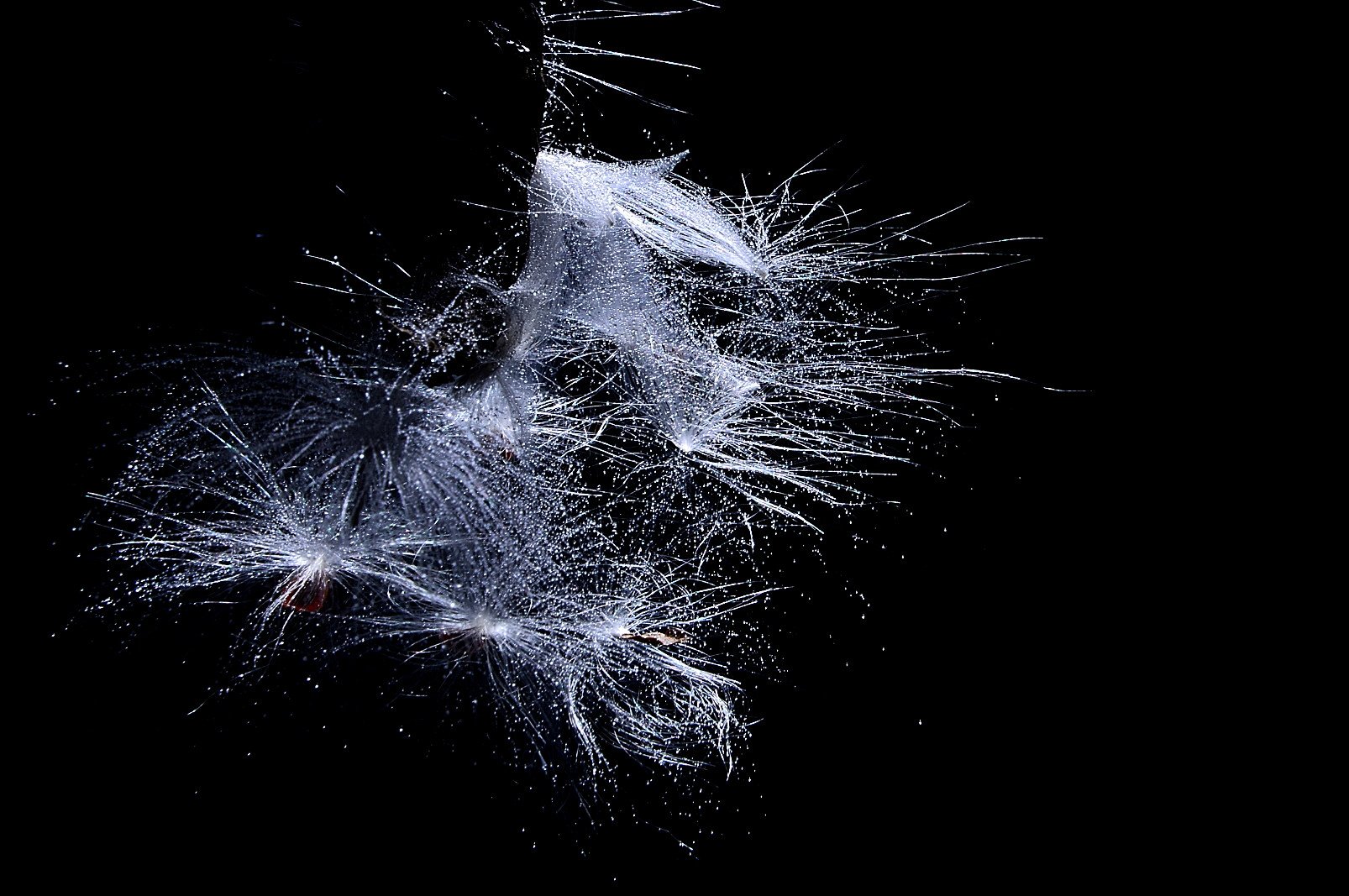 DSC_8649.JPG : ^박주가리와 게발선인장