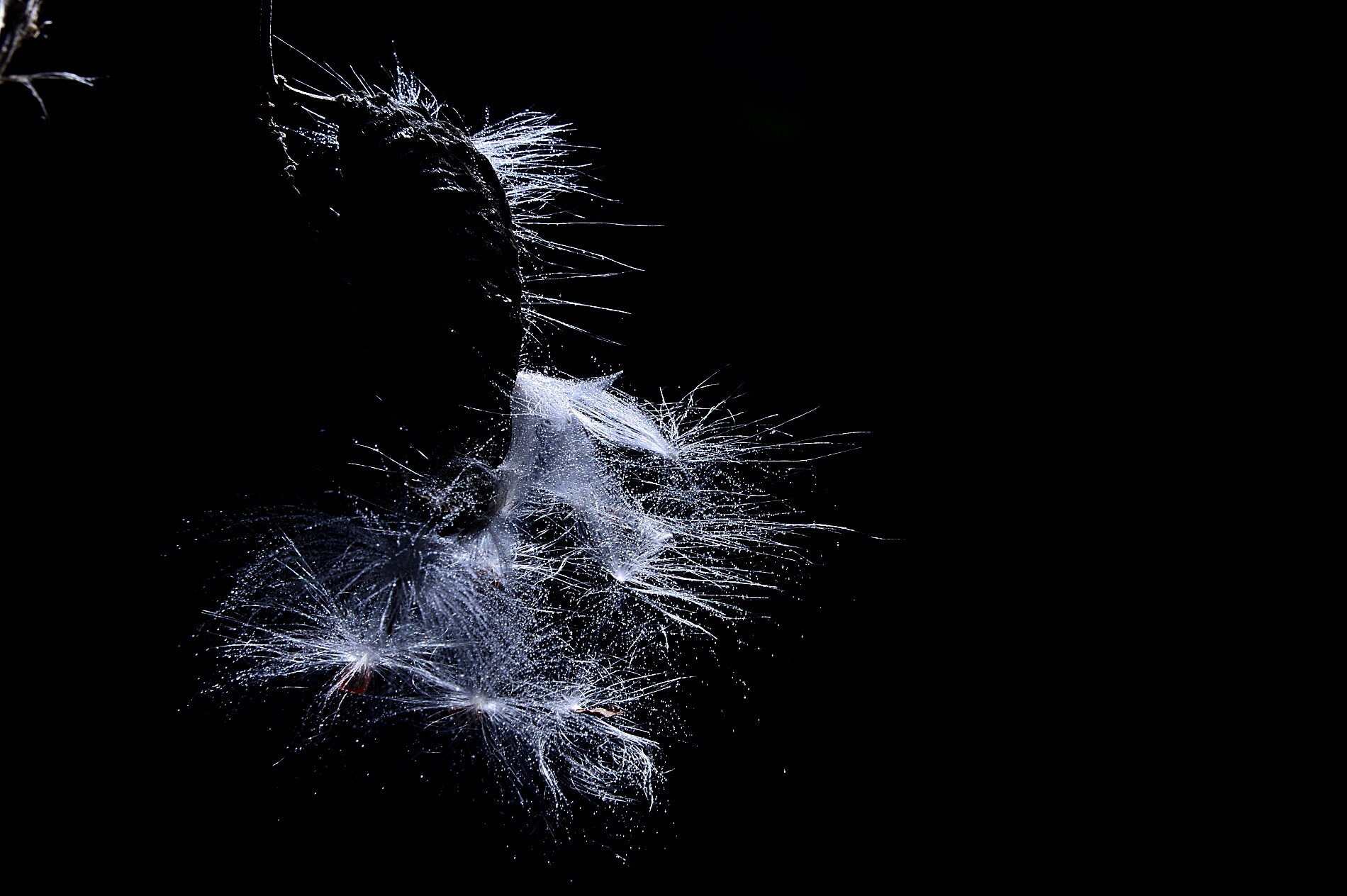 DSC_8648.JPG : ^박주가리와 게발선인장