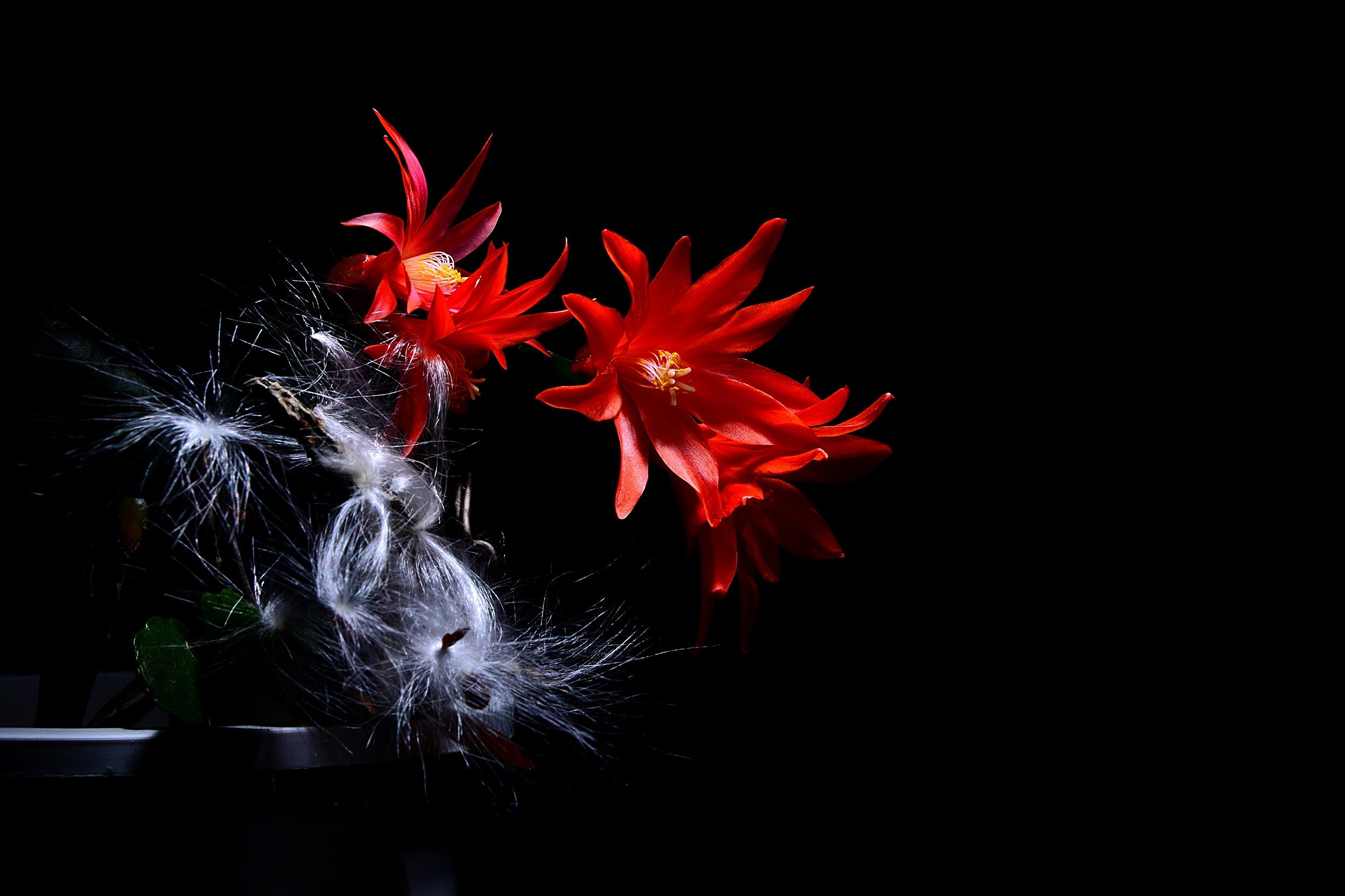 DSC_8615.JPG : ^박주가리와 게발선인장