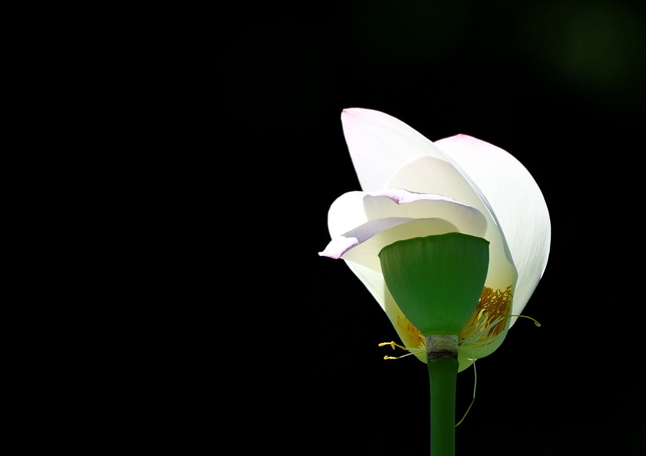 사본 -_DSC8087 (1).jpg : 연꽃