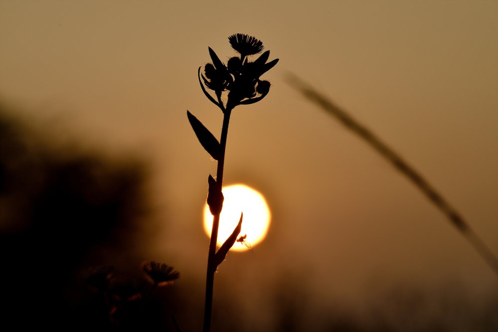 DSC_9714.jpg : 해질녂..