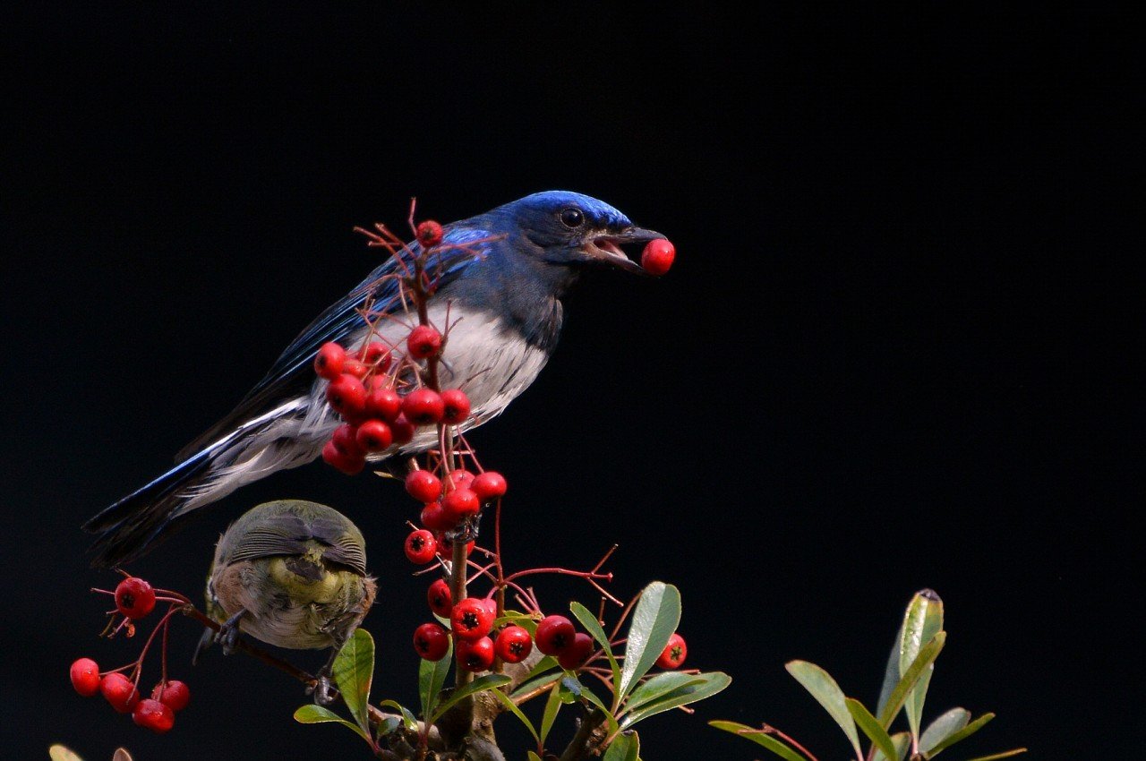 BandPhoto_17324767412.jpg : 새와 함께