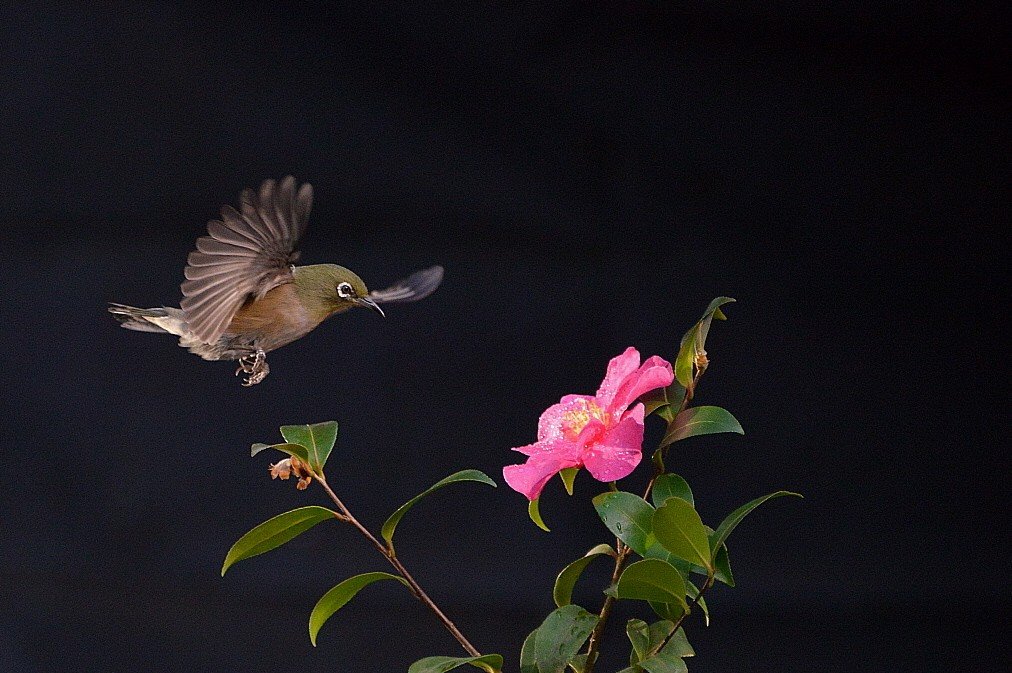 BandPhoto_17324767351.jpg : 새와 함께