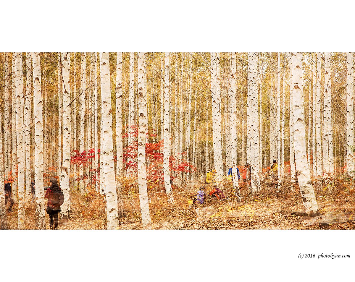 Q23C3622.jpg : 자작나무