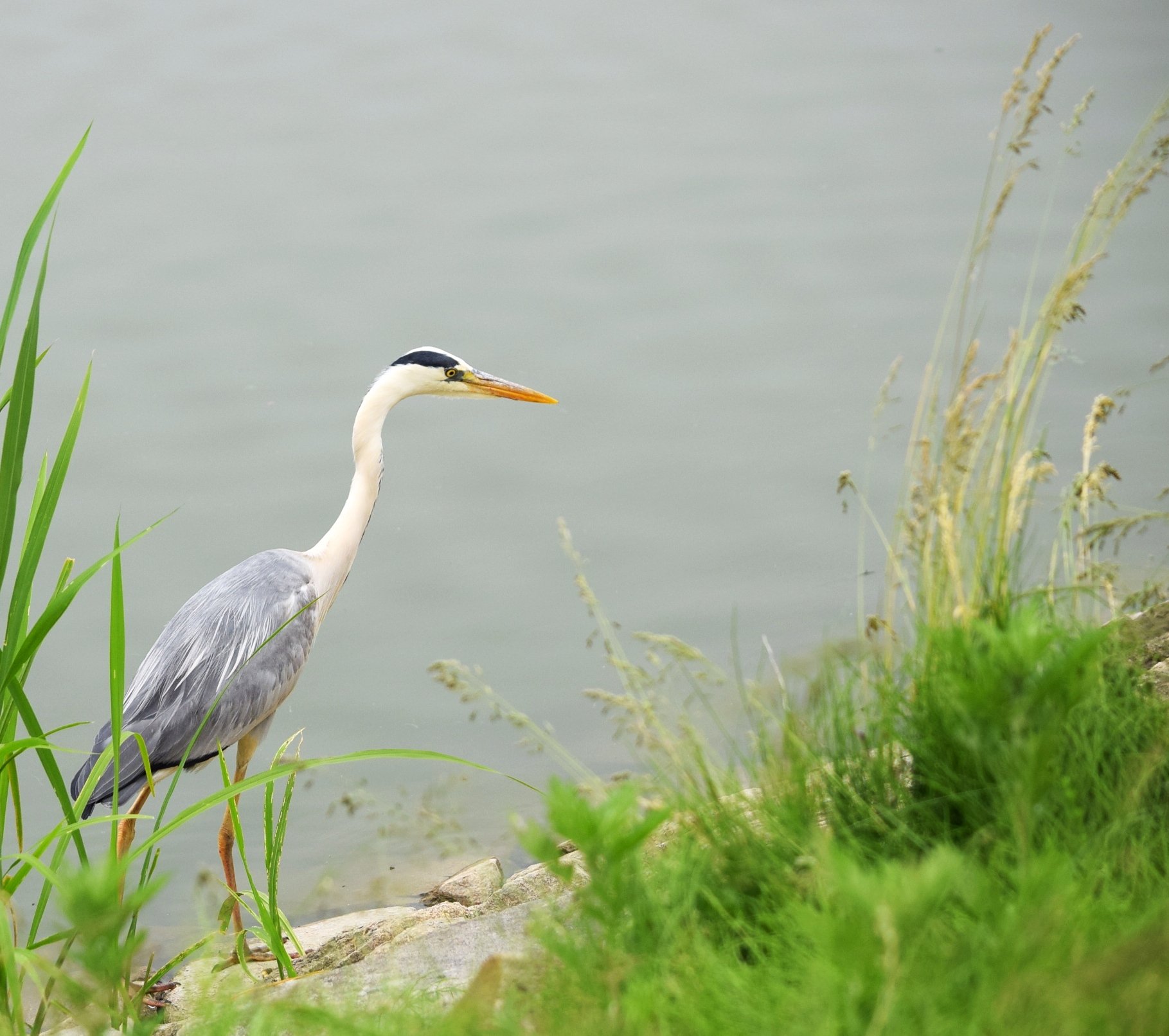 crDSC_0405.JPG : 나 잘난 새야..!!!