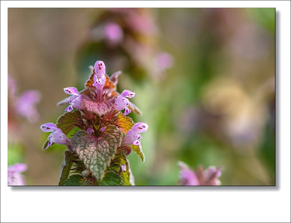 DSC_1504.jpg : 원천천의 귀요미 DSC_1504.jpg : 원천천의 귀요미