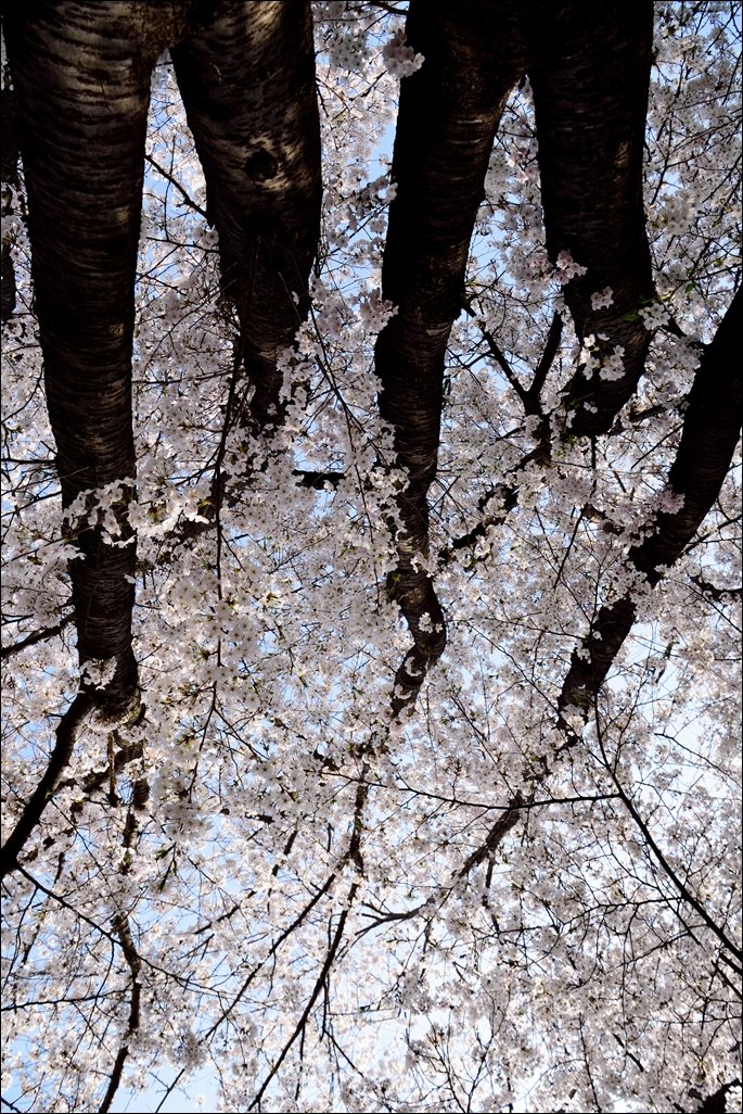 DSC_0626.jpg : 꽃길을 걷는 연인~