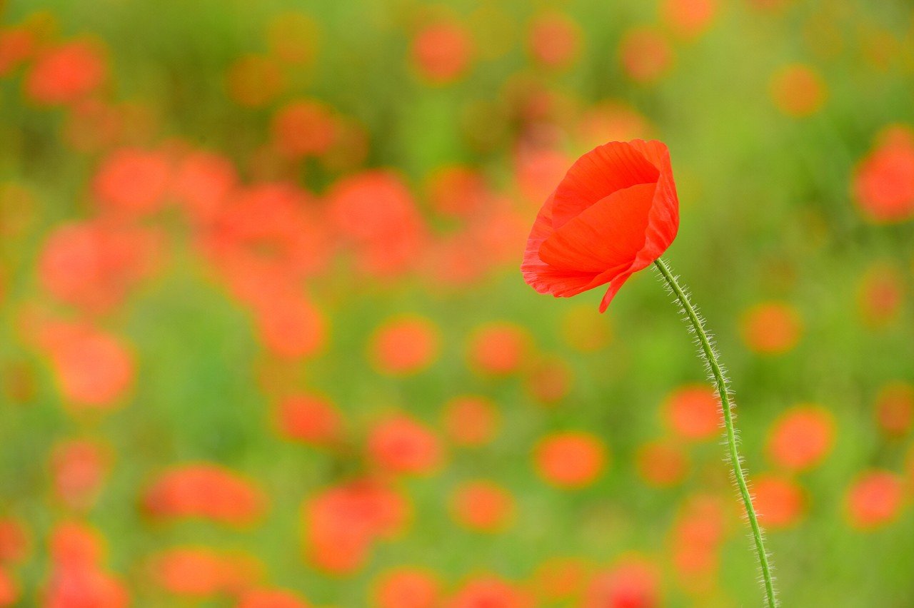 BandPhoto_31035046973.jpg : 꽃양귀비