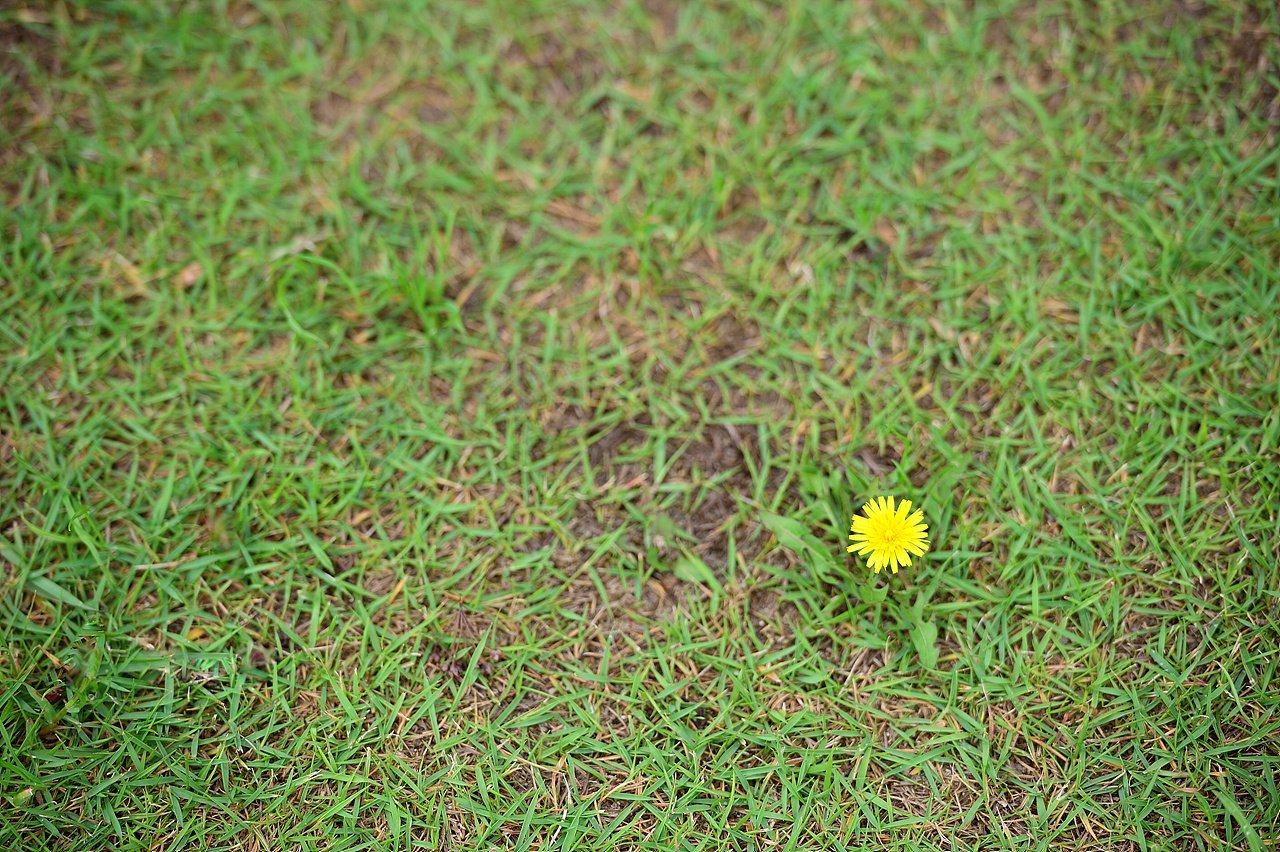 _DSC7698.jpg : 민들레