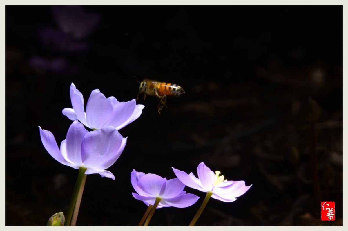 MyPhoto_1128344486_1653.jpg : 깽깽이꽃