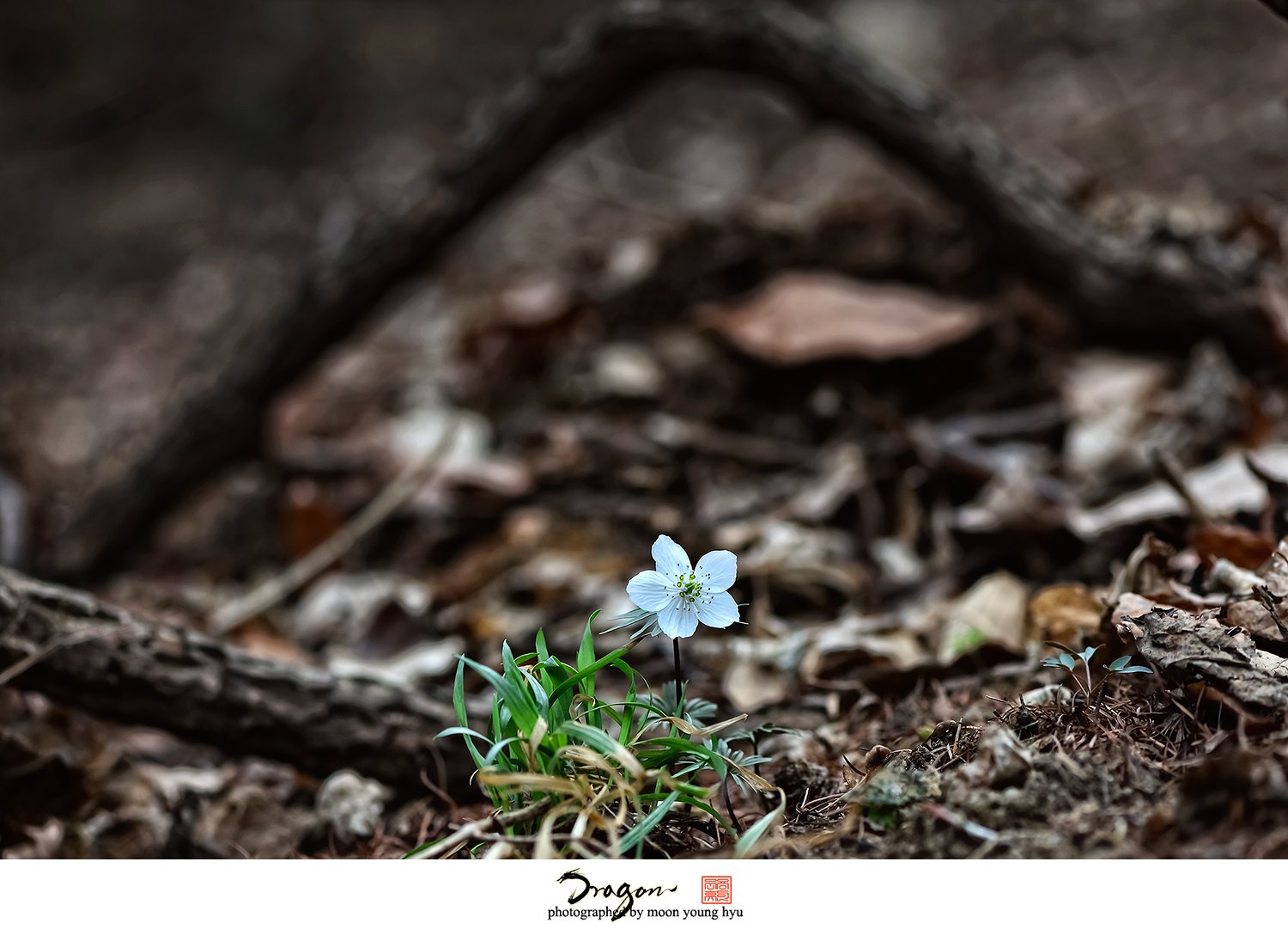 1-DSC_6284.jpg : 변산처자