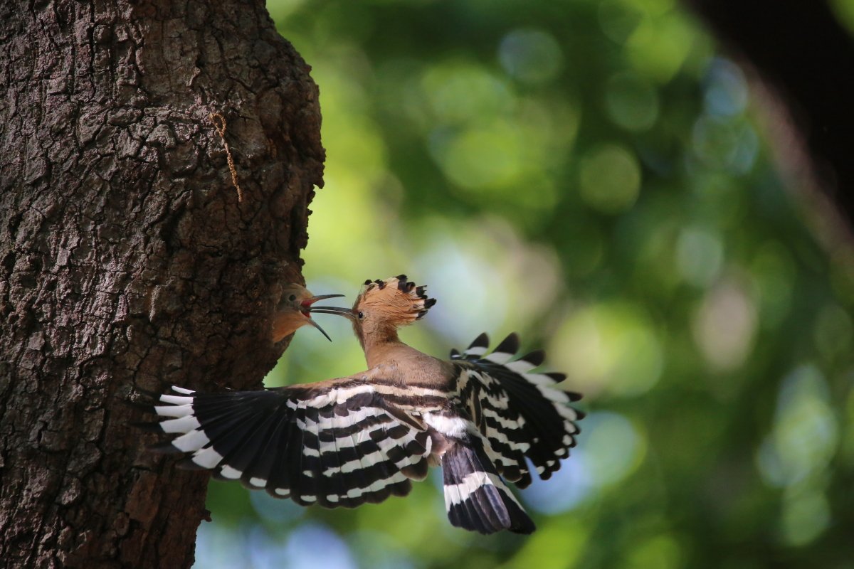 후투티.JPG : 후투티 육추