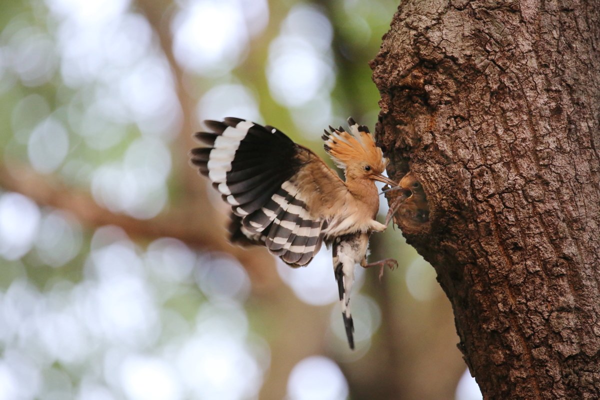 후투티4.JPG : 후투티 육추