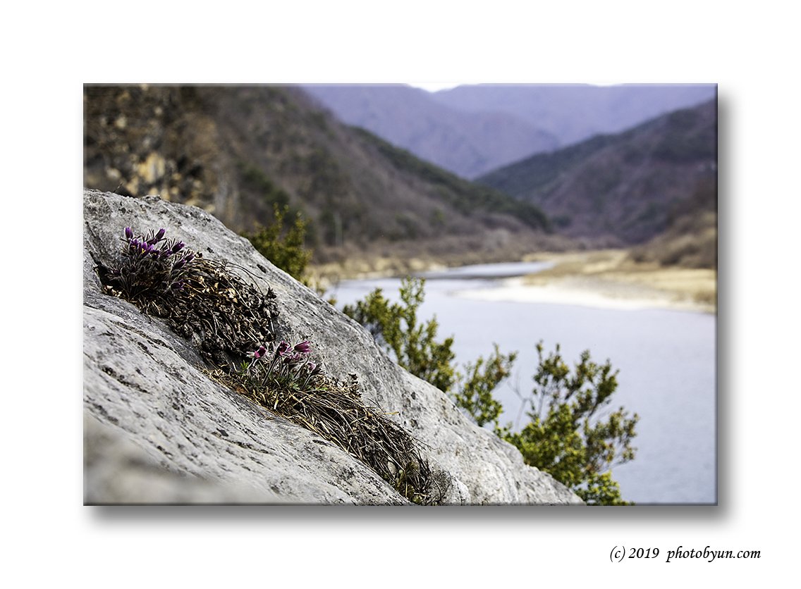 649A2531-편집.jpg : 동강할미꽃 649A2531-편집.jpg : 동강할미꽃